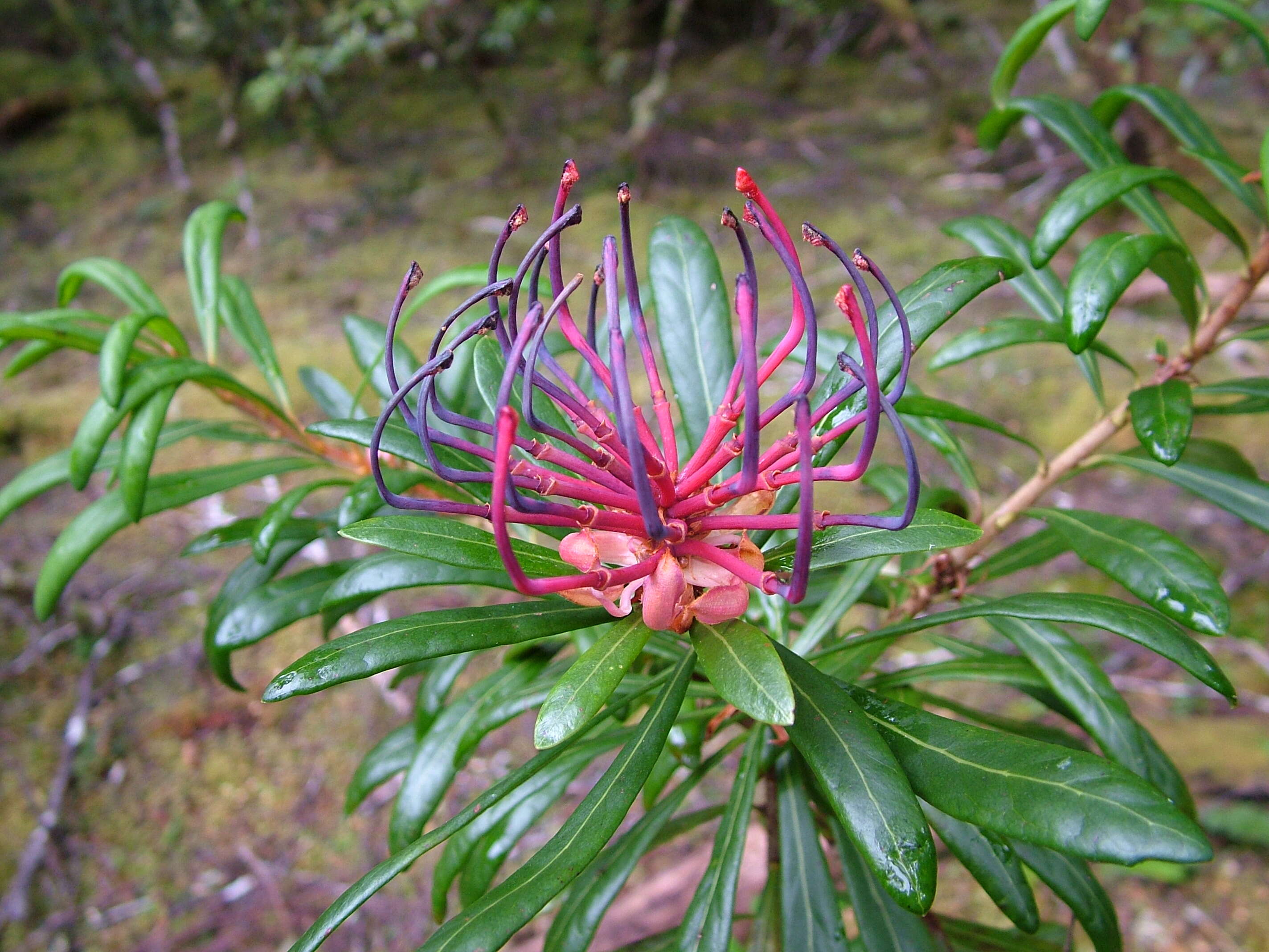 Image of Telopea truncata (Labill.) R. Br.