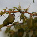 Image of Vachellia farnesiana