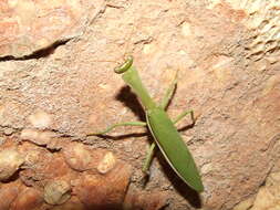 Image of praying mantises