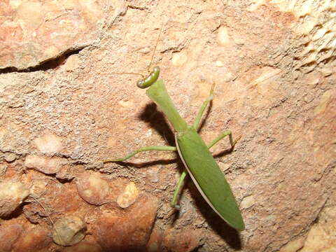 Image of praying mantises