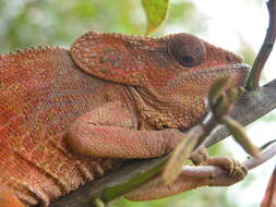 Image of Madagascar & Seychelles Islands Chameleons