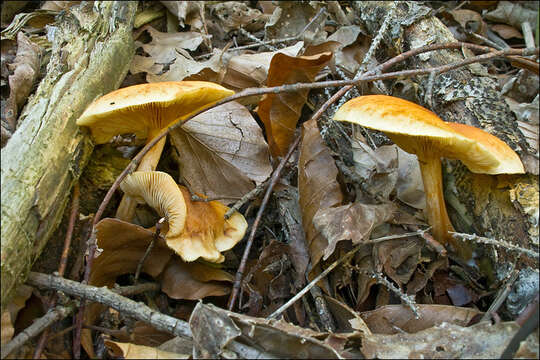 Image of Gymnopilus penetrans (Fr.) Murrill 1912