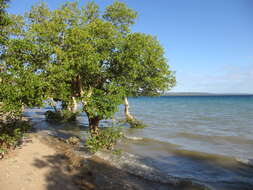 Image of black mangrove