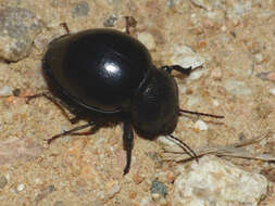 Image of Ocnodes (Ocnodes) scrobicollis Fåhraeus 1870