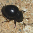 Image of Ocnodes (Ocnodes) virago (Koch 1952)