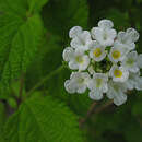 Imagem de Lippia origanoides Kunth