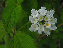 Image of lippia