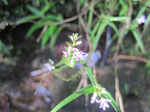 Imagem de Epidendrum fimbriatum Kunth