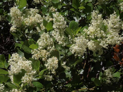 Ceanothus resmi