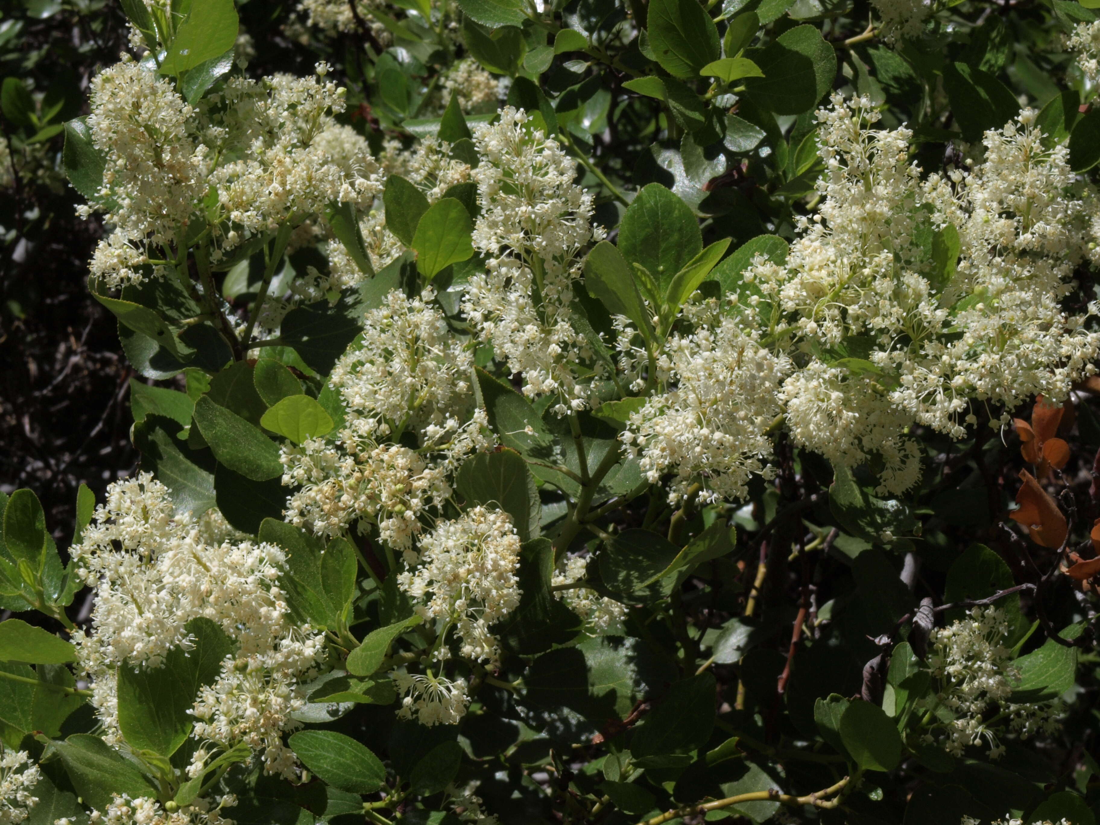 Image of ceanothus