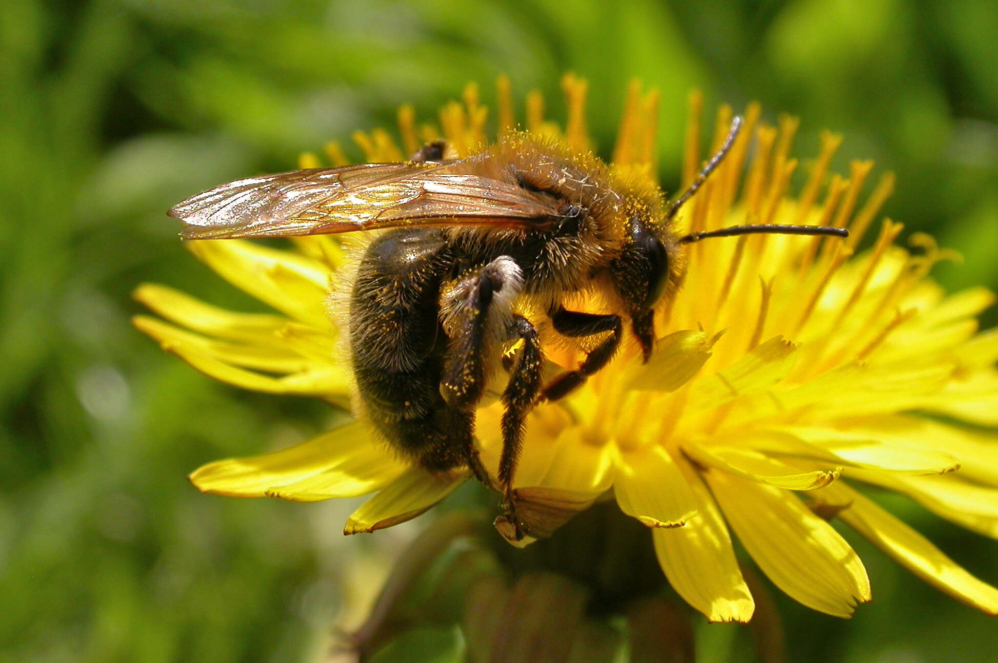 Image of Andrena carantonica Pérez 1902