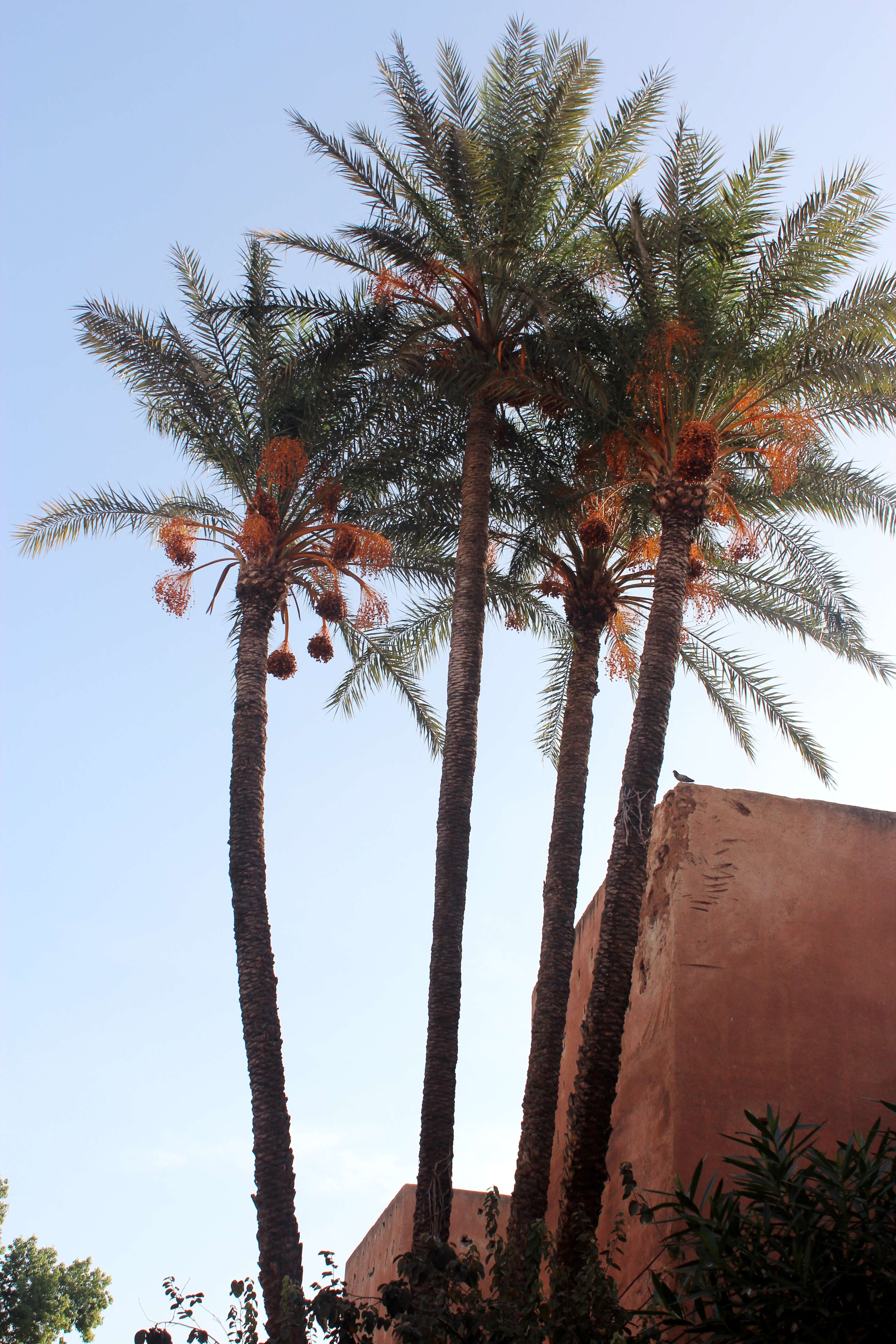 Image of date palm