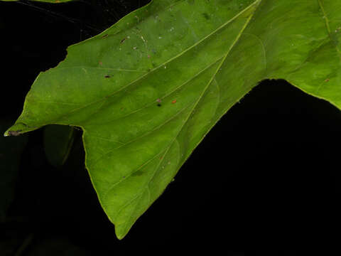 Image of Pentagonia macrophylla Benth.