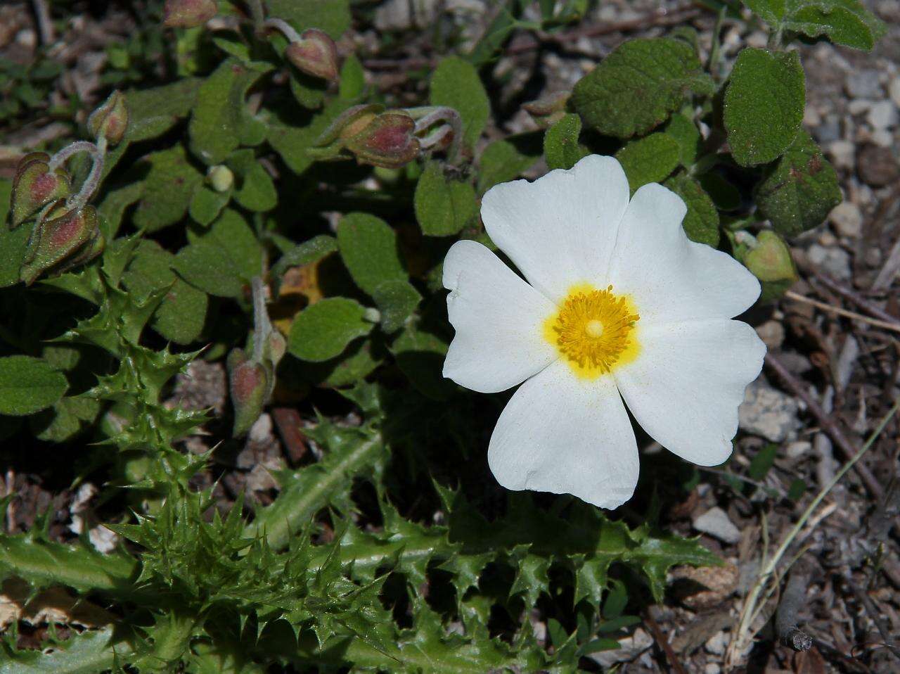 Image of Rockrose