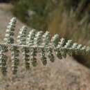 Image of Cheilanthes covillei