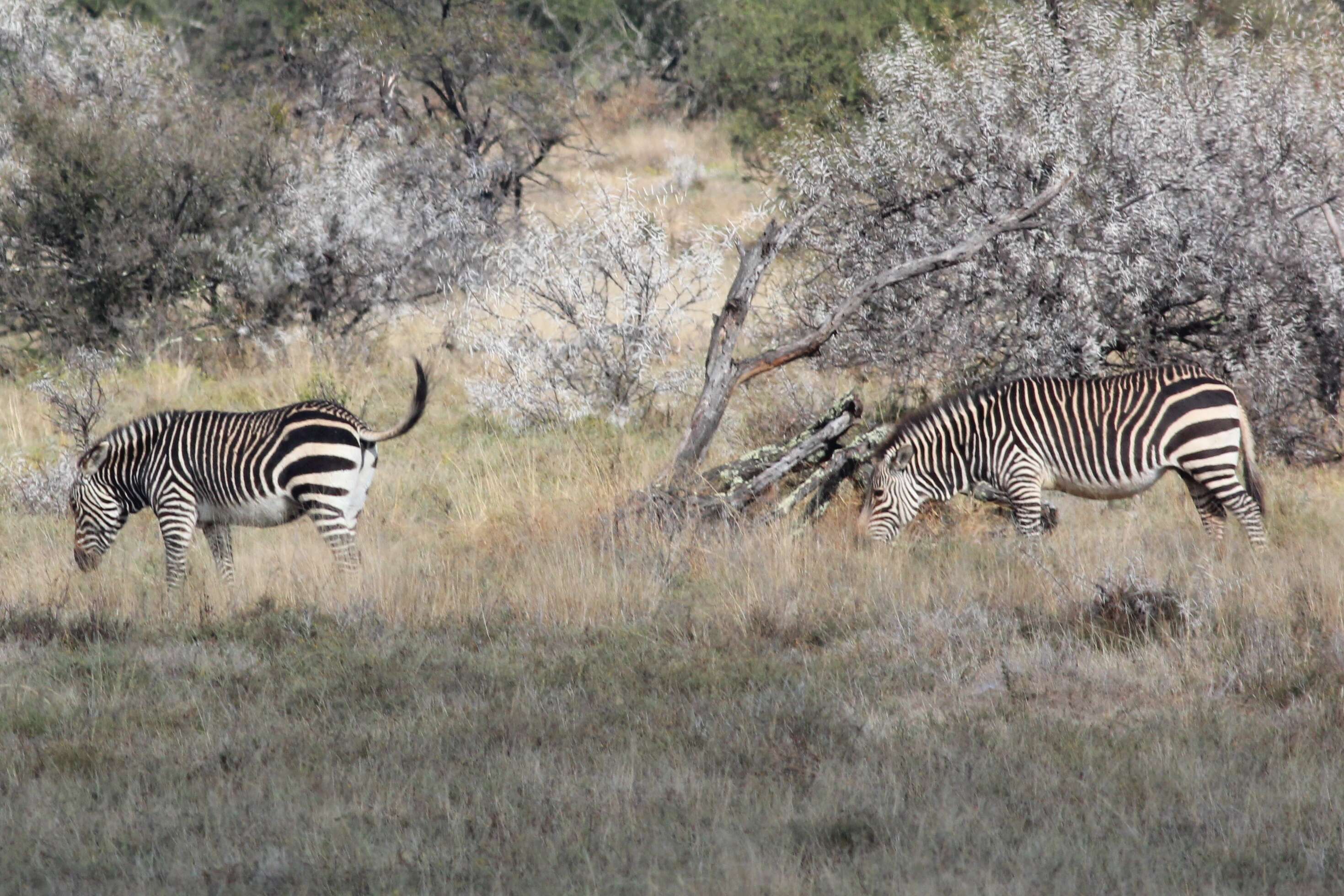 Image of zebra