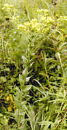 Image of goldenrod