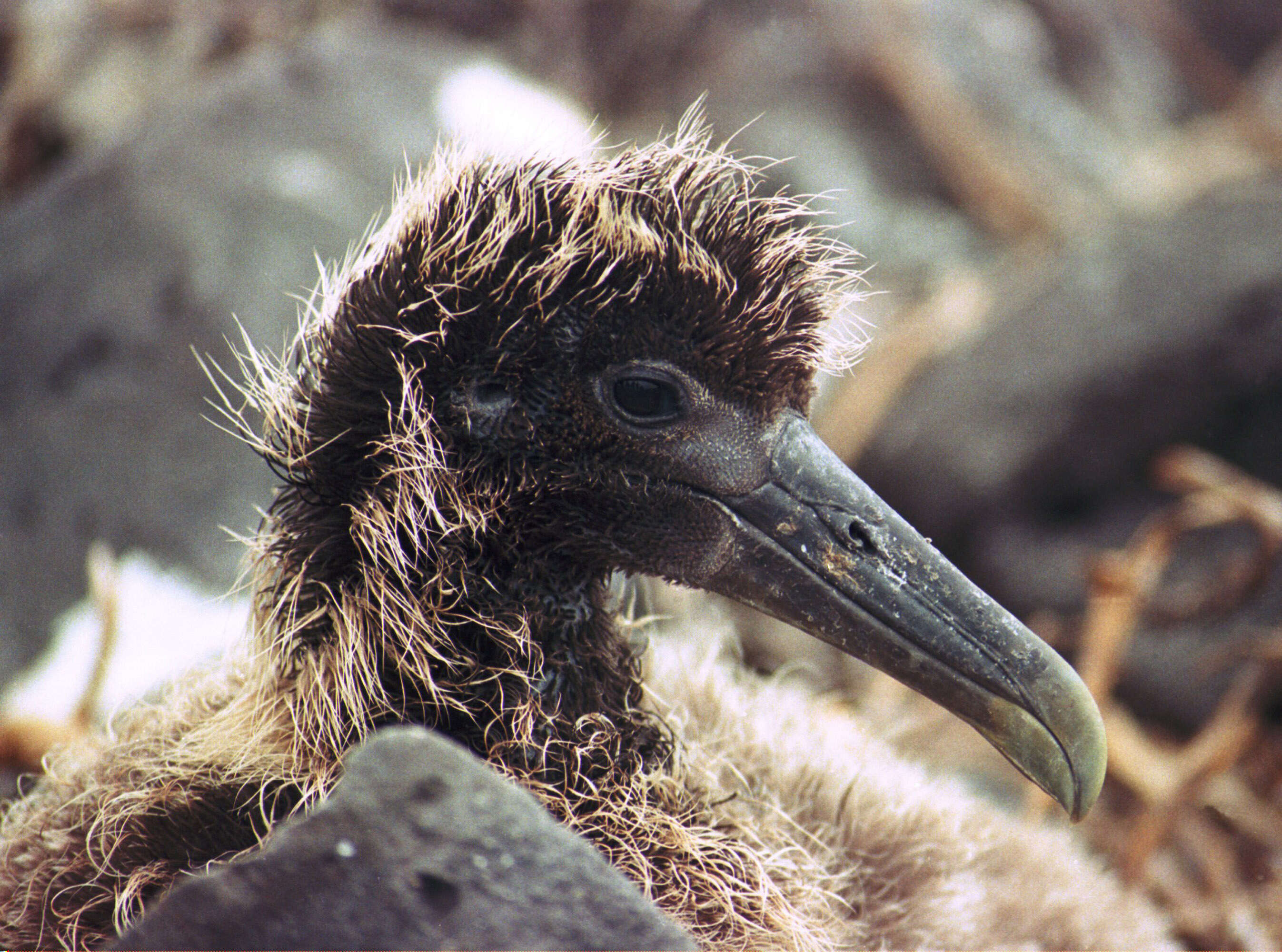 Image of North Pacific albatross