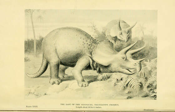 Image of Triceratops prorsus (Marsh 1890)