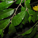 Image of Maquira guianensis subsp. costaricana (Standl.) C. C. Berg