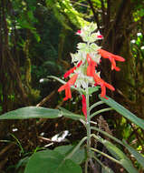 Image of Salvia leucocephala Kunth