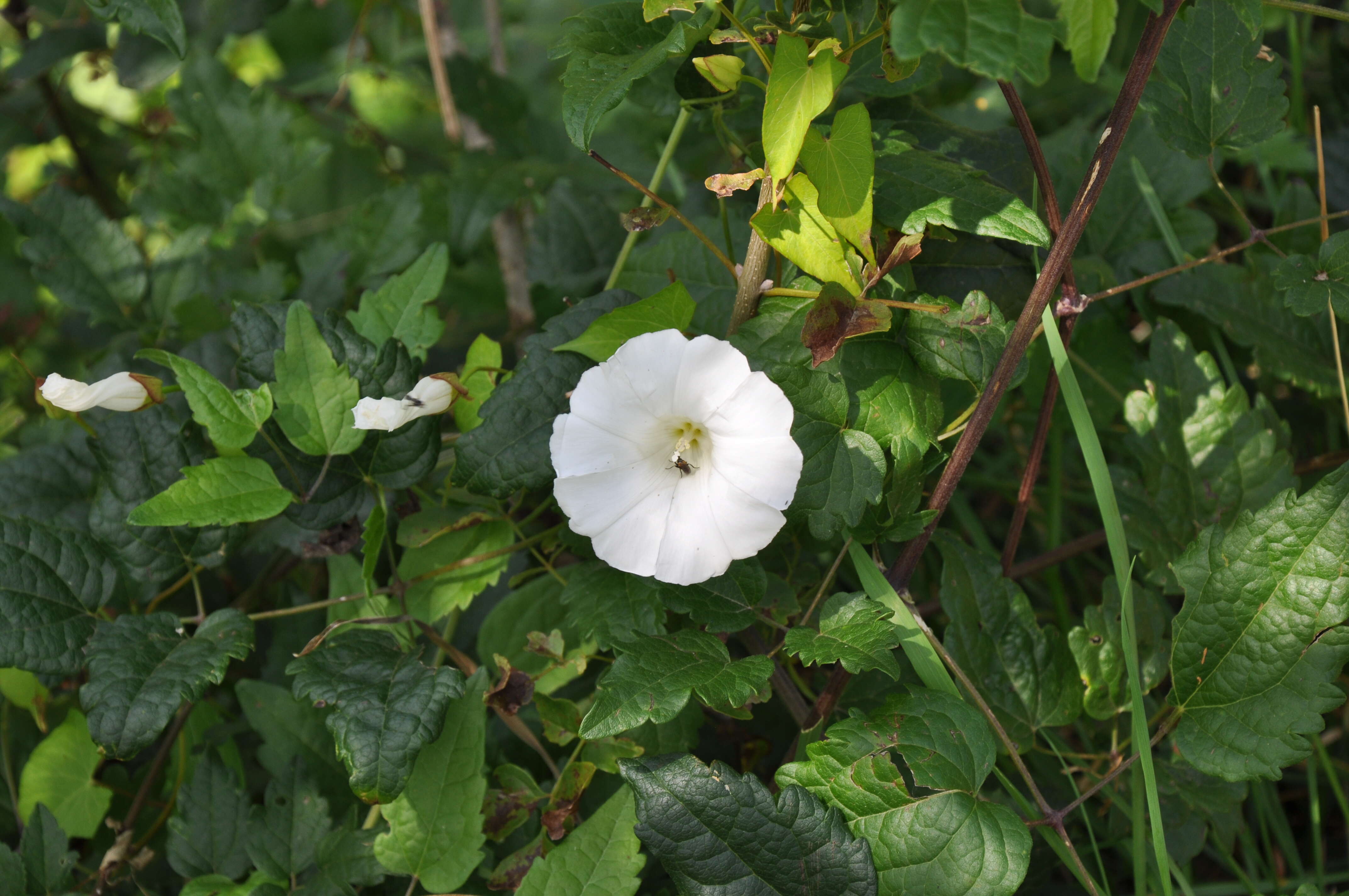 Image of bindweed