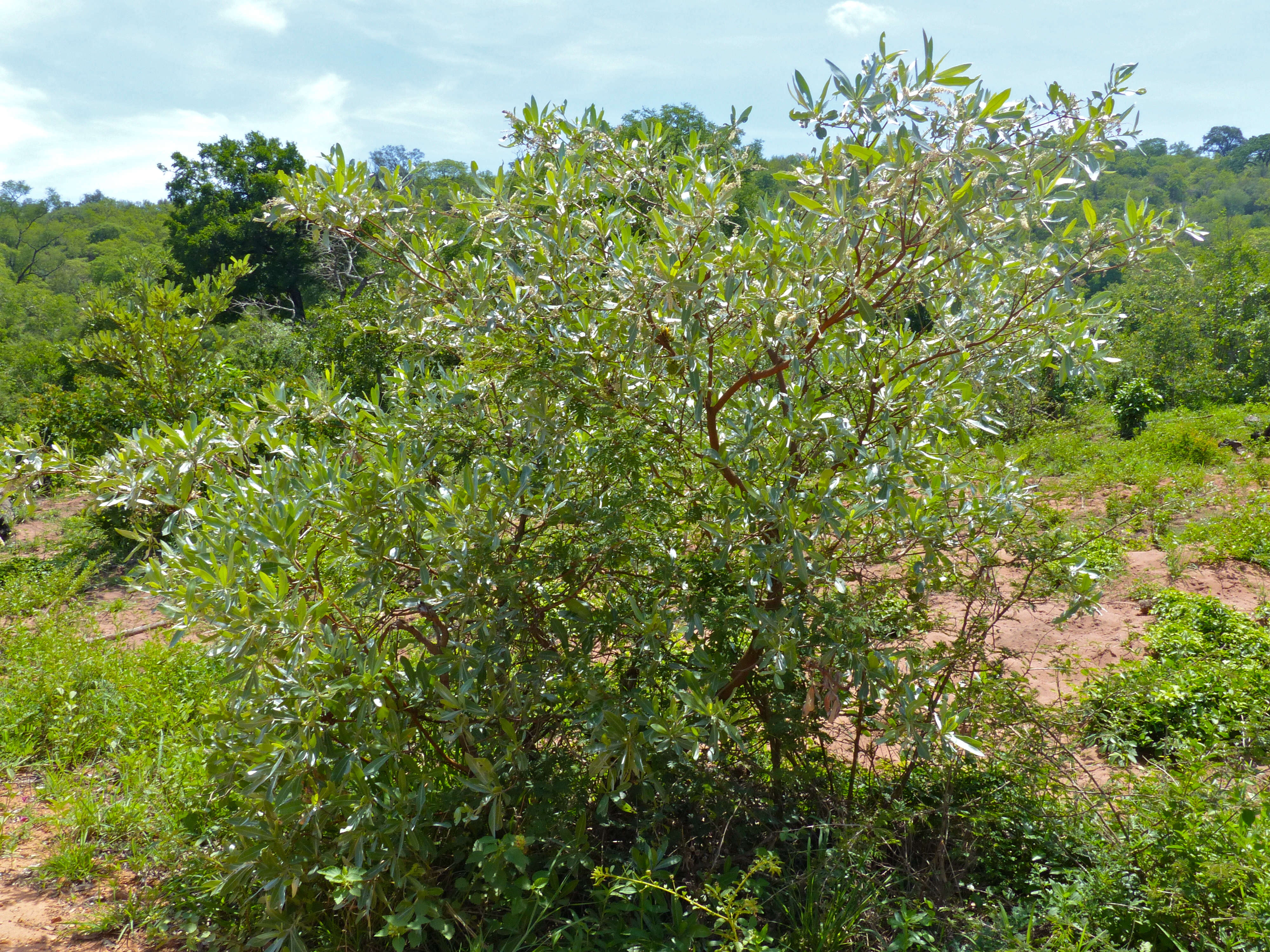 Image of tropical almond