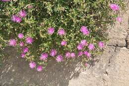 Imagem de Delosperma cooperi (Hook. fil.) L. Bol.