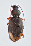 Plancia ëd Bembidion (Asioperyphus) kazakhstanicum Kryzhanovskij 1979