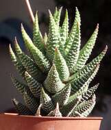 صورة Haworthiopsis reinwardtii (Salm-Dyck) G. D. Rowley