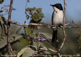 Image of Restless Flycatcher