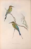 Image of Rainbow Bee-eater