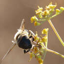 Image of drone fly