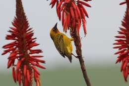 Image of Cape Weaver