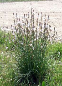 Image of onionweed