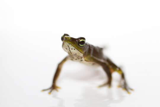 Image of Harlequin frog