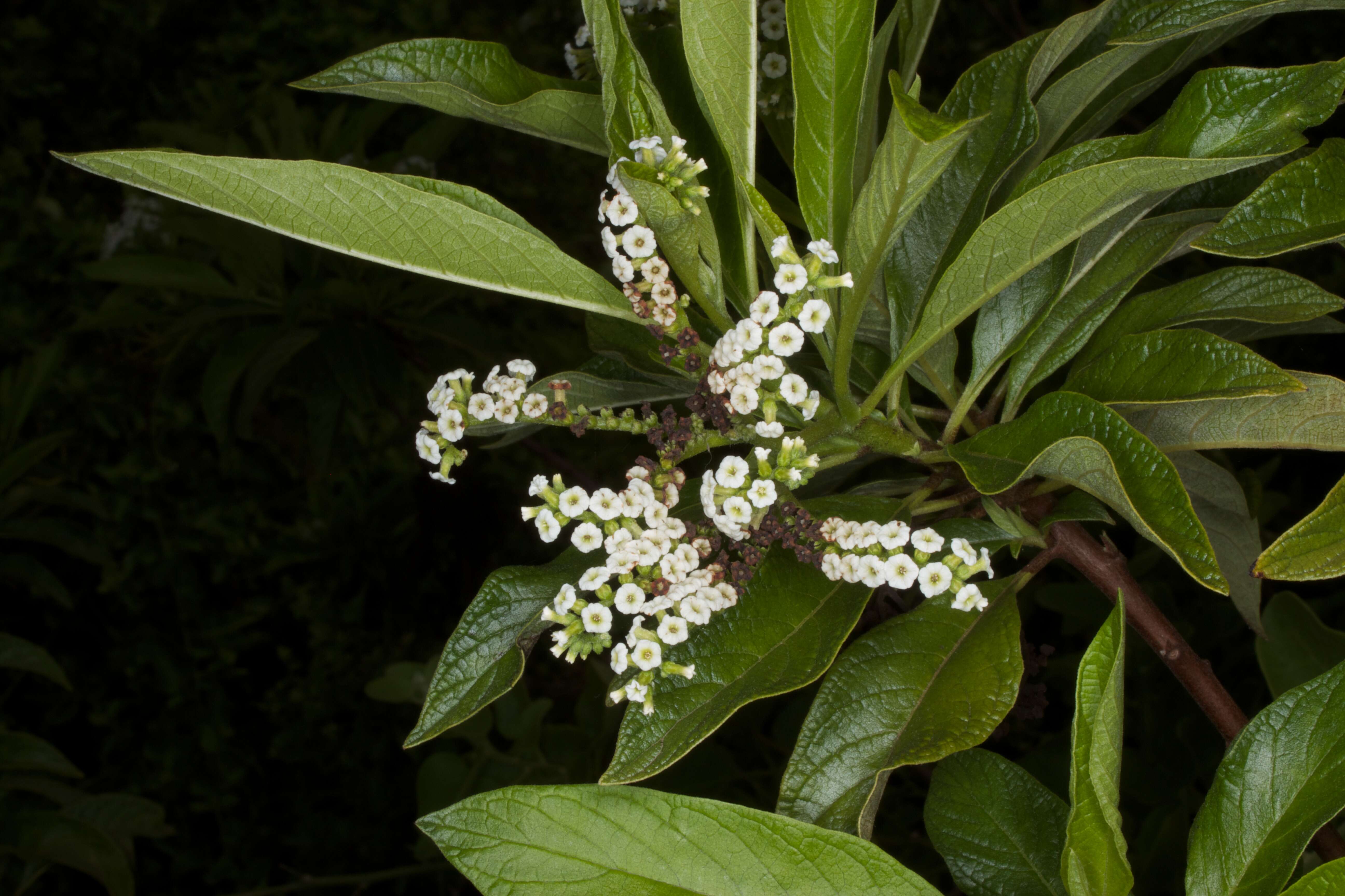 Imagem de Boraginaceae