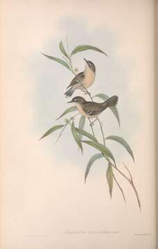 Imagem de Sericornis frontalis laevigaster Gould 1847