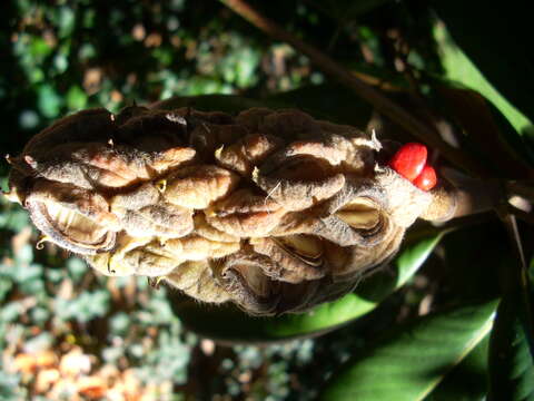 Image of southern magnolia