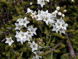 Image of Epacris petrophila Hook. fil.