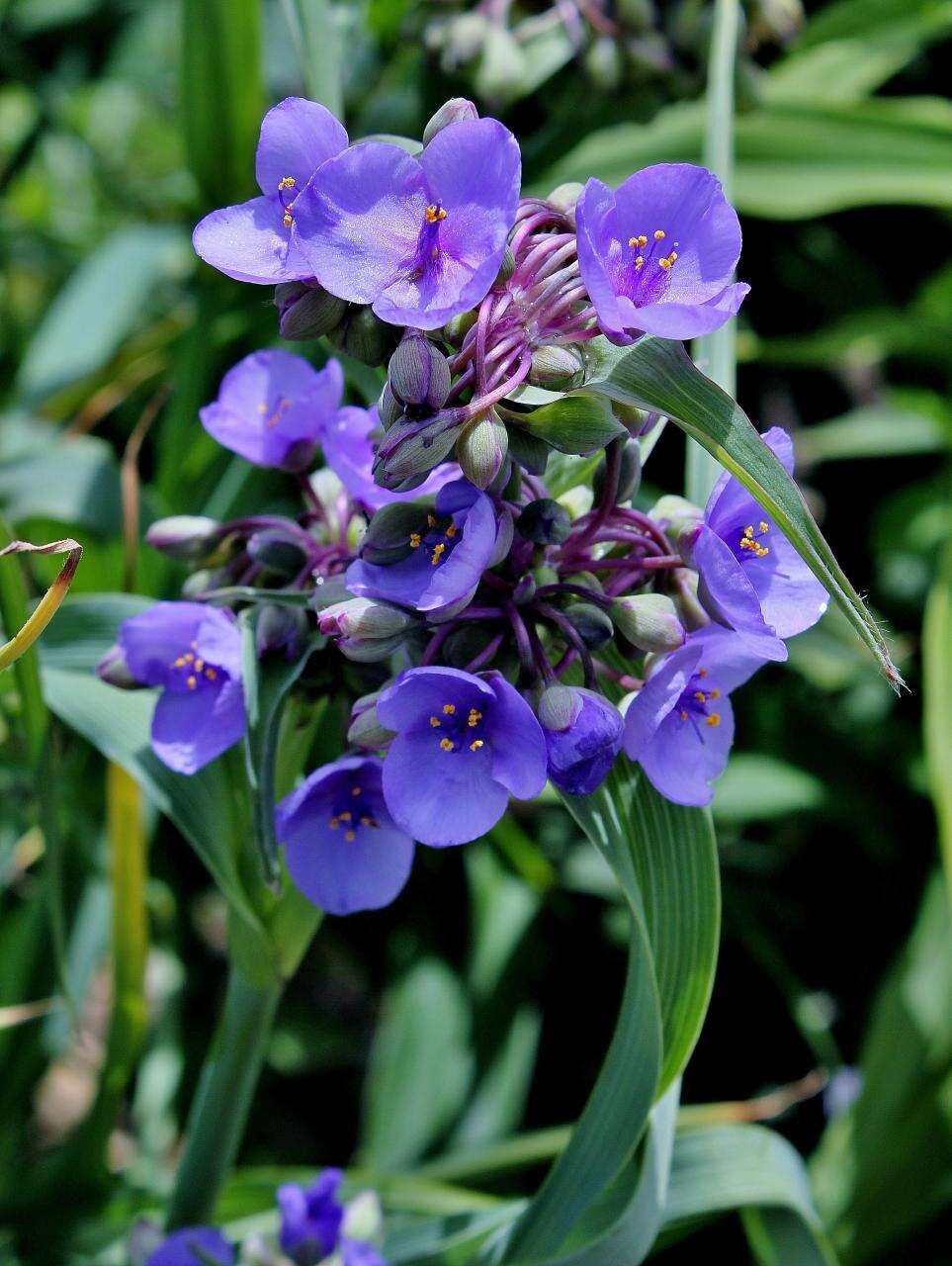 Слика од Tradescantia ohiensis Raf.