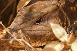 Image of Paraguay Caiman Lizard