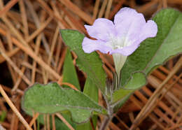 Image of Carolina wild petunia