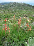 Image de Aloe rhodesiana Rendle