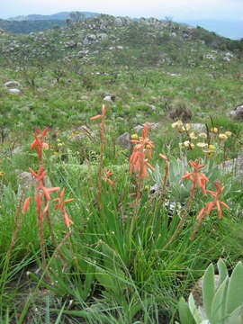 Image of Zimbabwe grass aloe