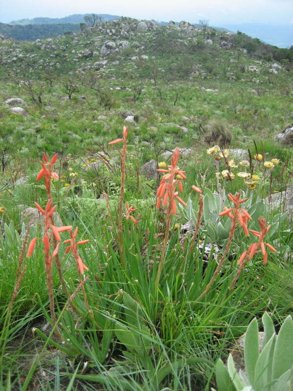 Image de Aloe rhodesiana Rendle