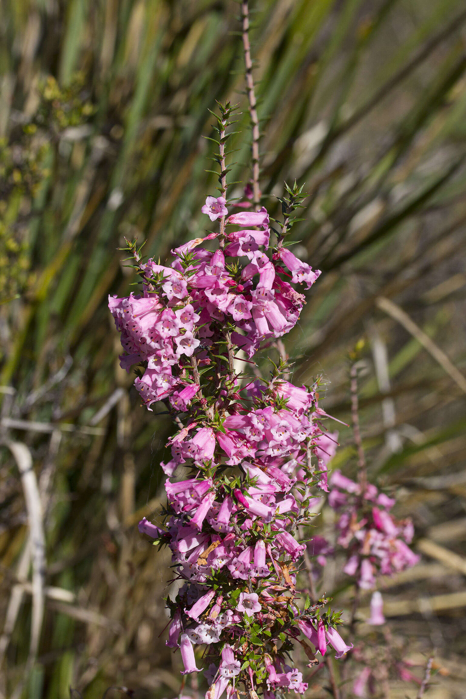 Plancia ëd Epacris impressa Labill.