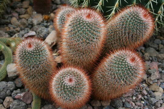 Image of rainbow pincushion