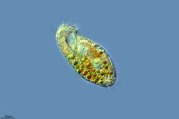 Image of Urostylida