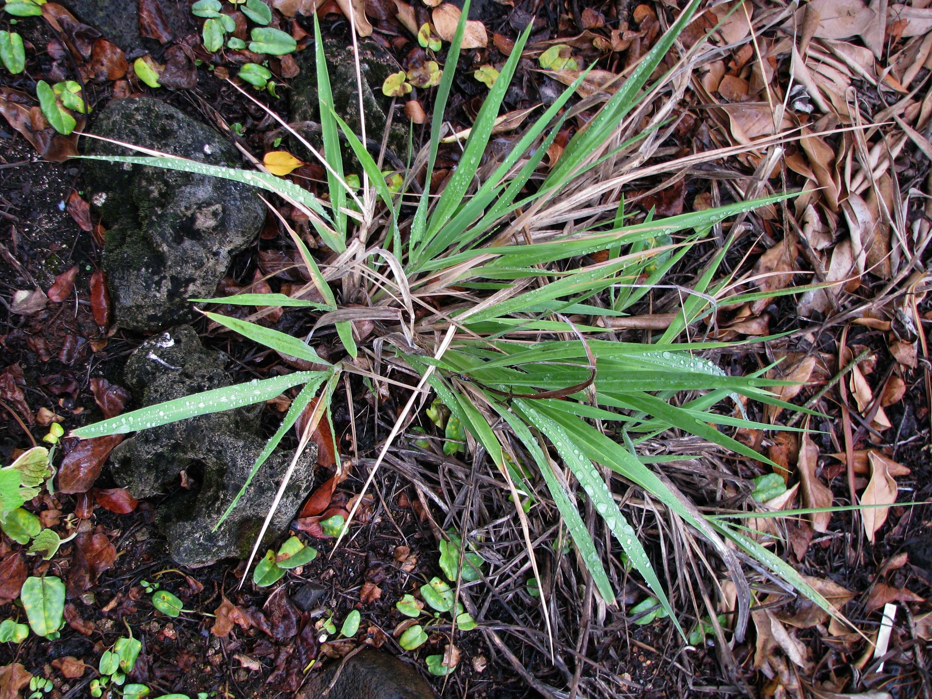 Panicum niihauense H. St. John的圖片